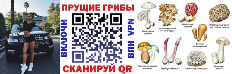 Псилоцибиновые грибы Psilocybine cubensis Гулькевичи